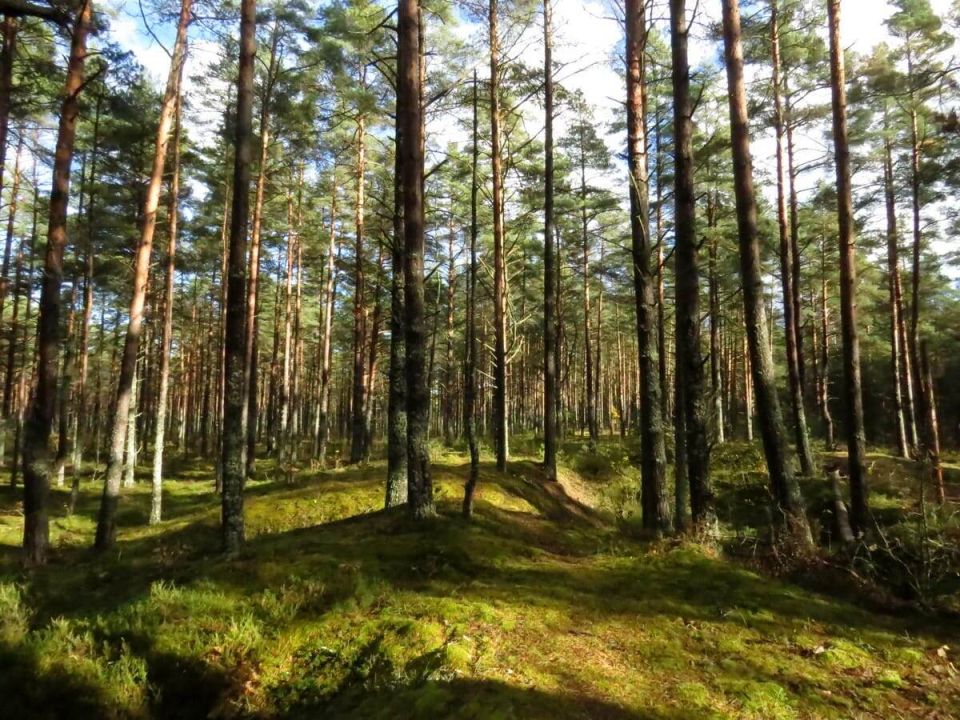 Прогулка по бору: осенние находки грибников