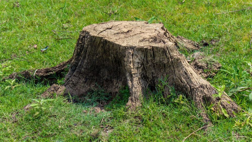 Эффективные методы удаления пней: как китайский лайфхак помог справиться с задачей легко и быстро