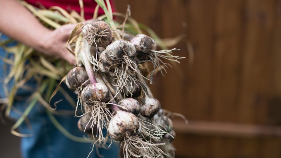 ��� ����� ����� ������� ������� � �������: �� �������� ���������� ������