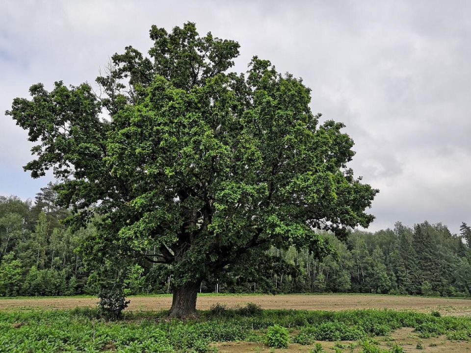 ����������� ���� �� ������: ������ � ������������