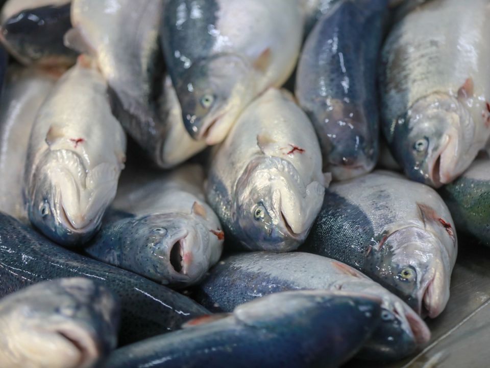 ����� ���� � ������: ������ ������, ������ �������