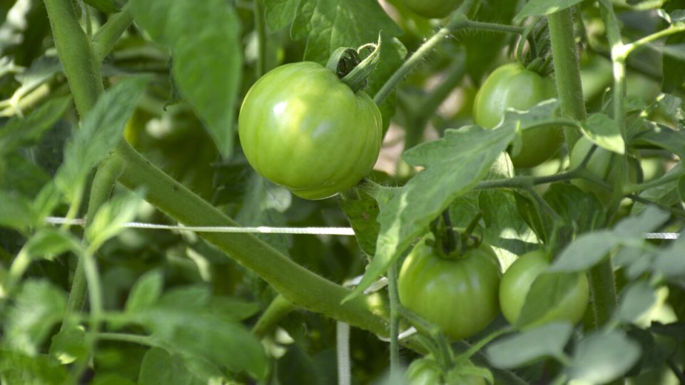 �� ������� ������: ����� ���������� ����� ������� ��� ��������� �������