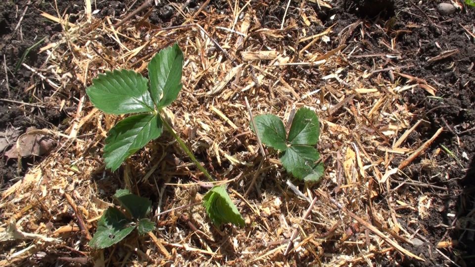 ����������� ������ ��������: ��� ��������� ������ �� �������� � ����������