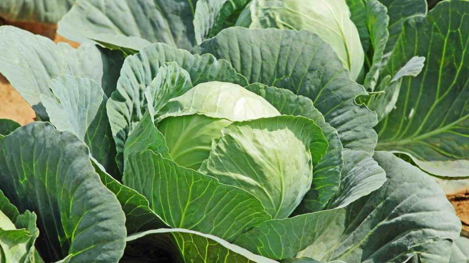 ����� �� �����: ��� ����������� ���������� �������� ������ �������