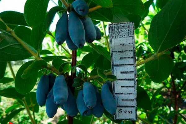 Жимолость Югана: ранние плоды и простота в уходе