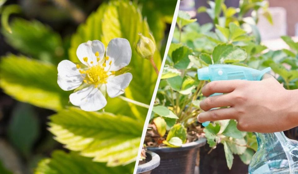 ��� �������� �������� �� ����� ��������: 5 ������� � ���������� ��������