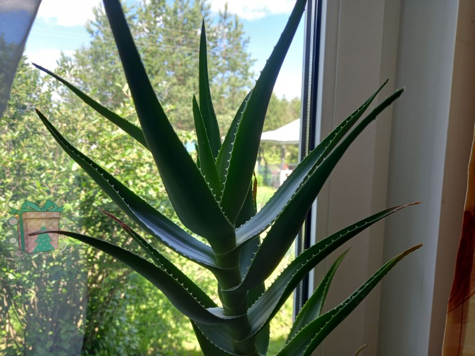 ������ ������ �� �������� �� ��� �� ������ ��������