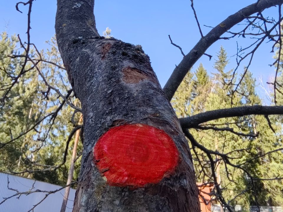 Как правильно начать весеннюю защиту сада: простой порядок обработки и практические нюансы