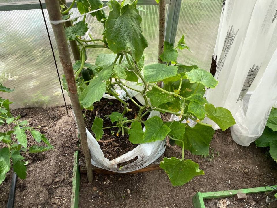 Как простая трава превращает холодный июнь в урожай огурцов