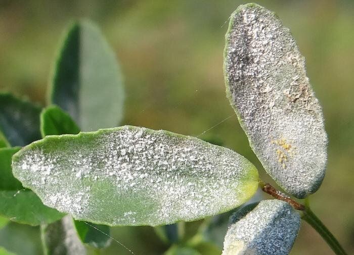 Эффективные методы борьбы с мучнистой росой на растениях