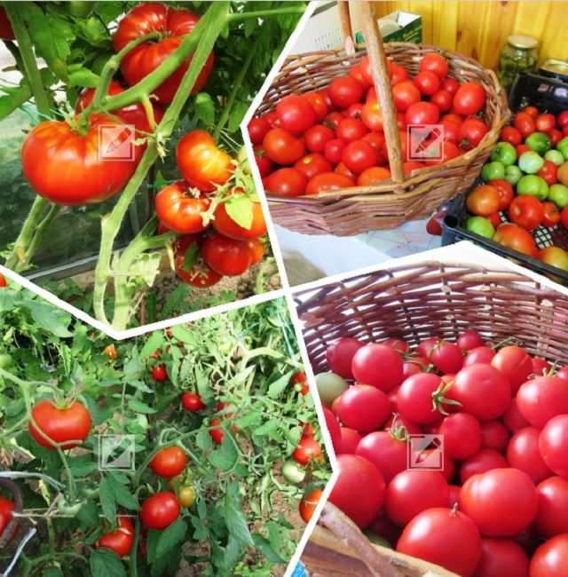 ������ ����� ������� ��� ������ � 2025 ����: ������� �����������