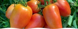 Пинк Хорн F1: как вырастить помидоры вашей мечты