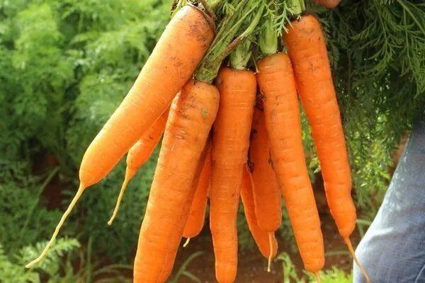 Морковь Лагуна: секреты успешного выращивания раннеспелого сорта