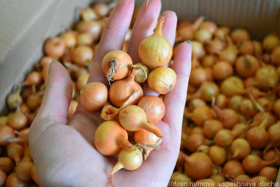 ������ ������� ����: ������� ������� � �������� ������