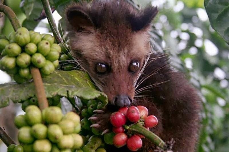 ���������: ��� ����, ������� � ��������, ��� ������ ����� � ������������� �������