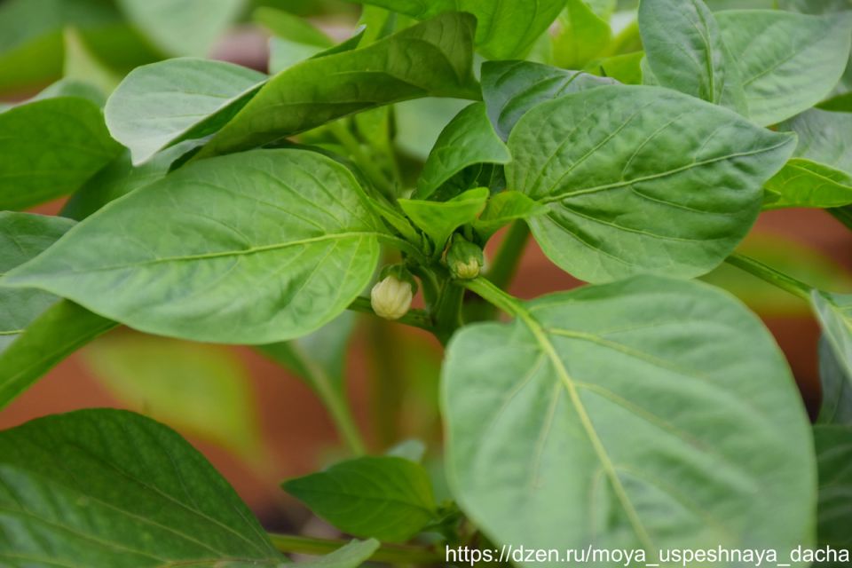 ��� ������ ��������� ����� �������� ���� � �����������