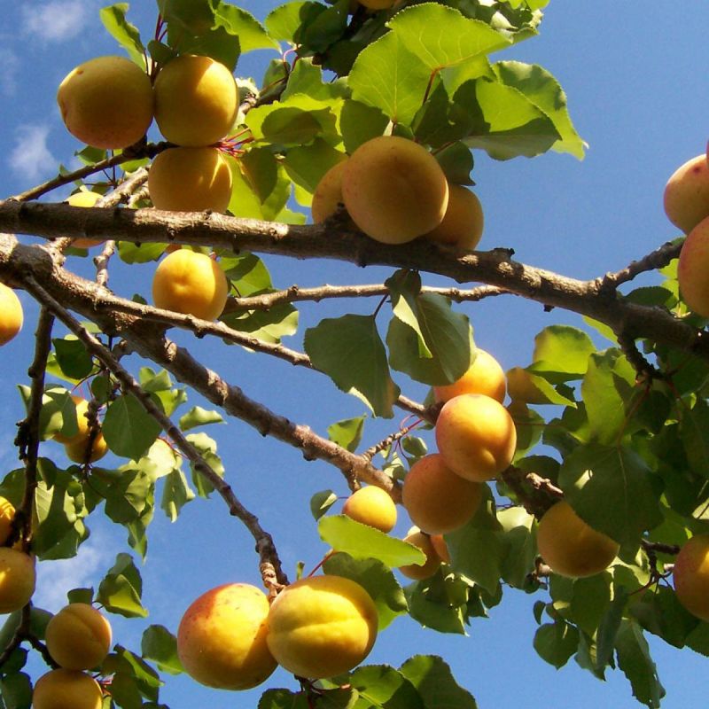 ��� ��������� �������� �� ��������: ������ � ������������