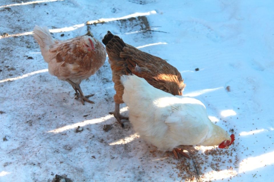 ��� ���������� ������������ ��� �����: ������� ��������� ���������� � �������