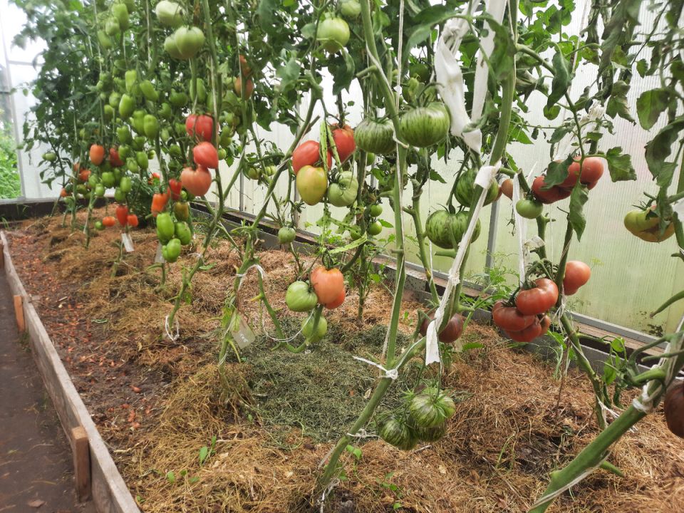 ��������� ������: ����� �� ������������ ������ ������� ��� ���������?