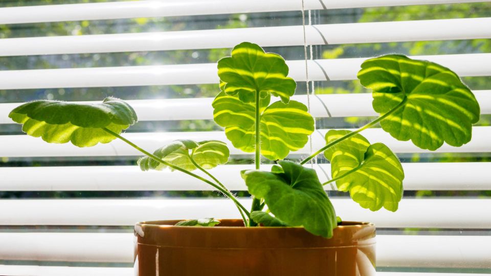 ���������� ����������� � ������� ��������: ������� ��� �� �������