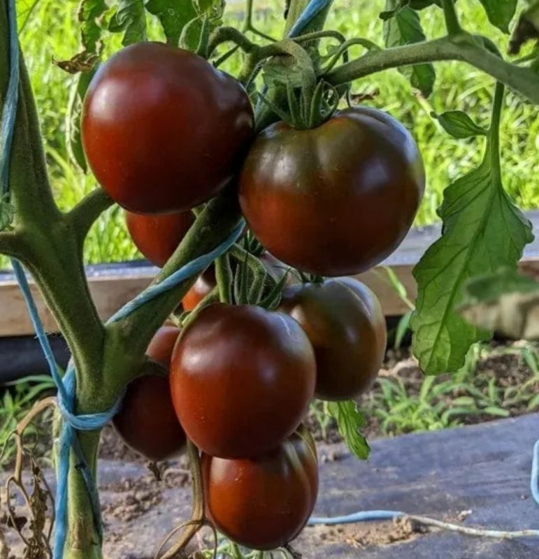 ������ ����� �������� �������� �� 