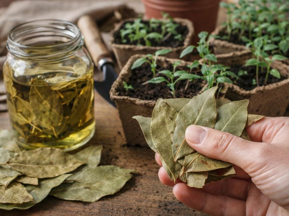 �������� ����: ����������� �������� � ����� �� ��������