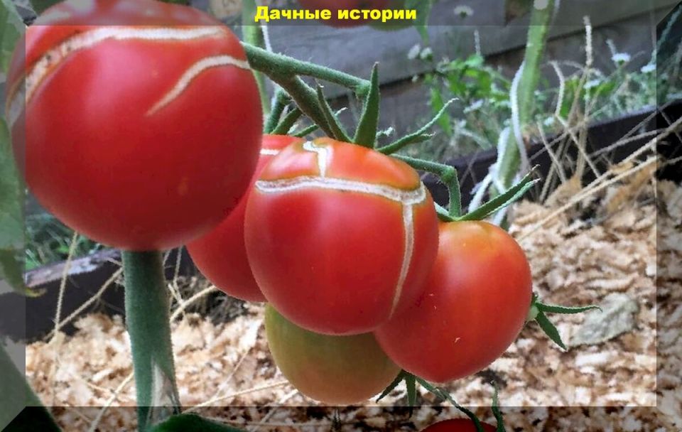 ���� ������� ������ �������������� ��������� � ��� ����� ��������