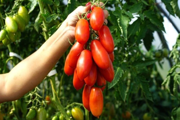 ����� ������� ����: ����� ������ ��� ������������ ���������