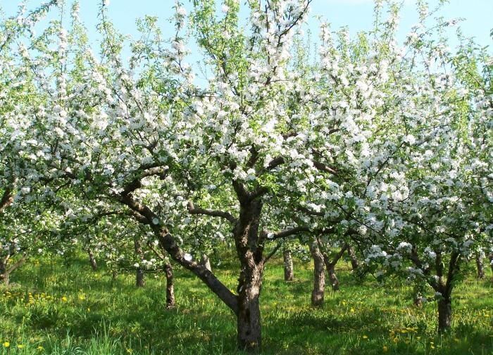 ��� ����������� ��� � ����: ������ ������� ��������� ��� �������� ��������