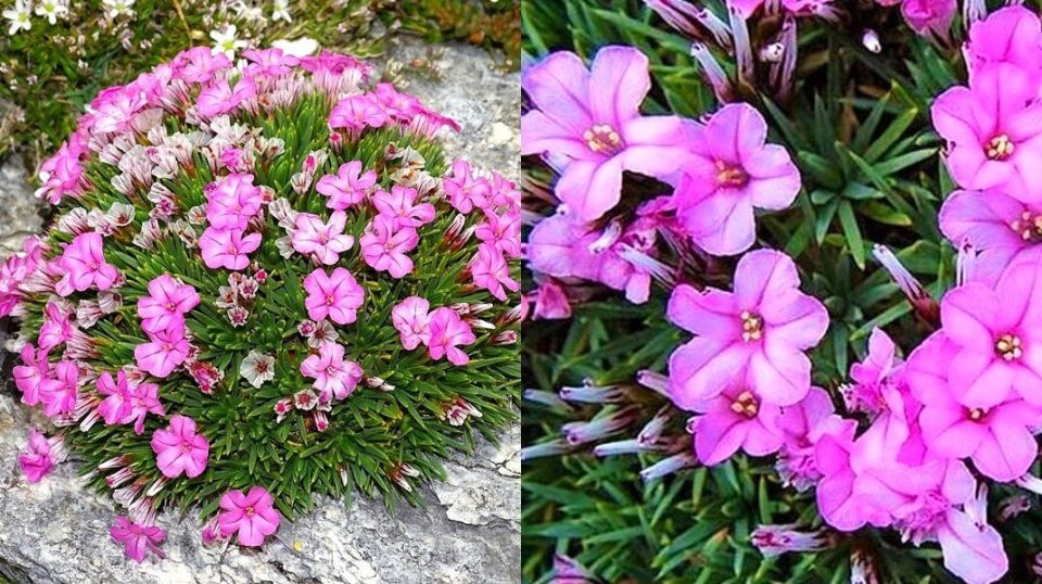 ��������������� ��� ������ ����: ���������� � ��������������� �������