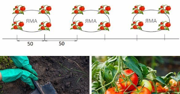 ����������� ����������� �������: ������� ���������-���������� �������