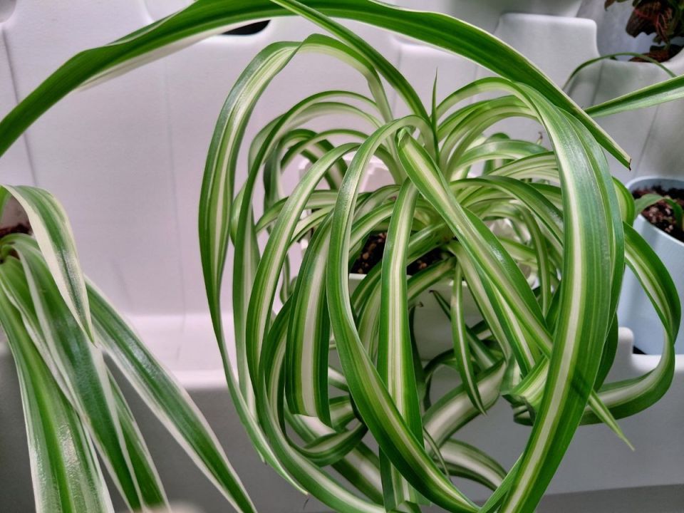 Топ-5 неприхотливых комнатных растений