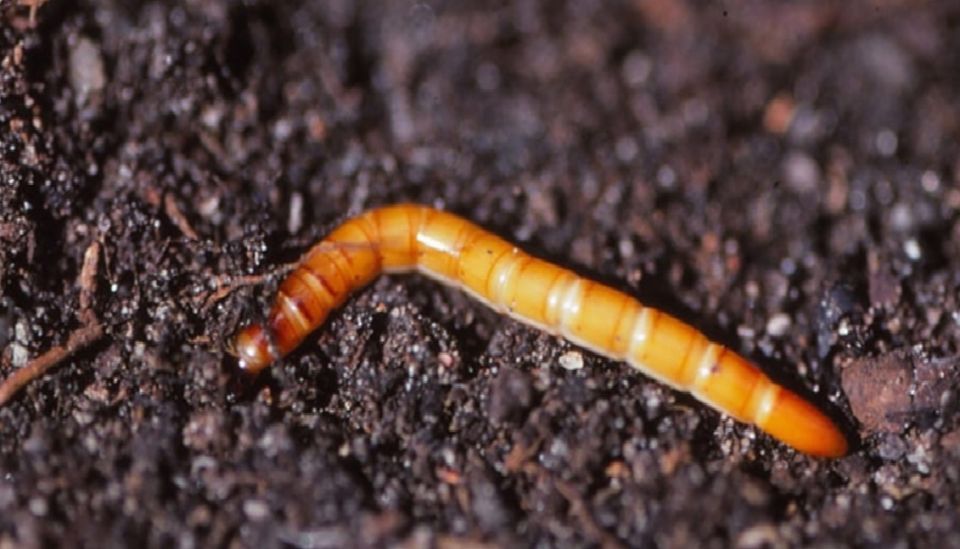 �������� ������ �� ������������: ������ ������ ��� �����