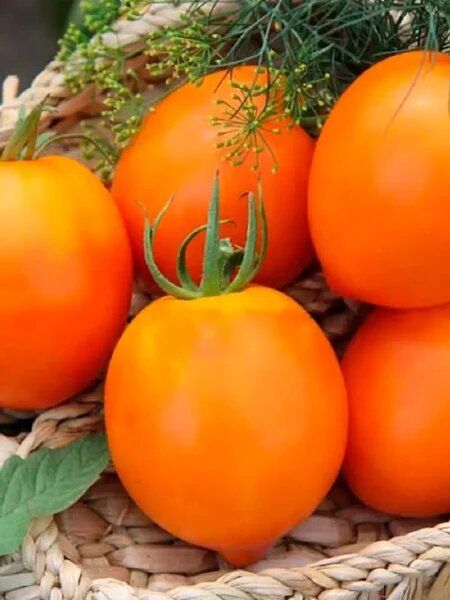 ����� �������� �����: ������������� ����� ��� ������ �������