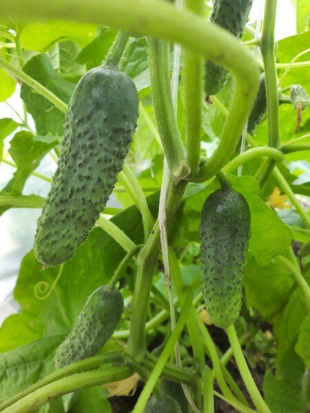 Обрезка листьев у огурцов: нужно ли это и как делать правильно?