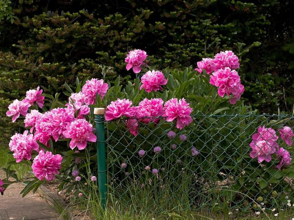 ��� ��������� �� �������: ������� �������� ����� ��� ��������� ����