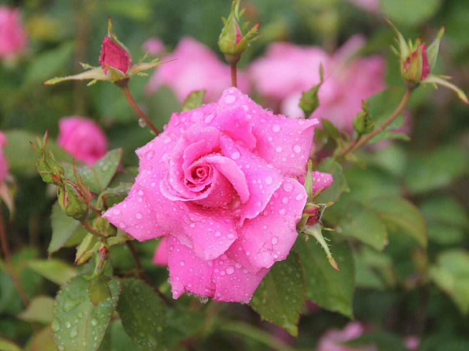 ����������� ������ ��� ���: 4 �����������, � ������� �� �� �����������