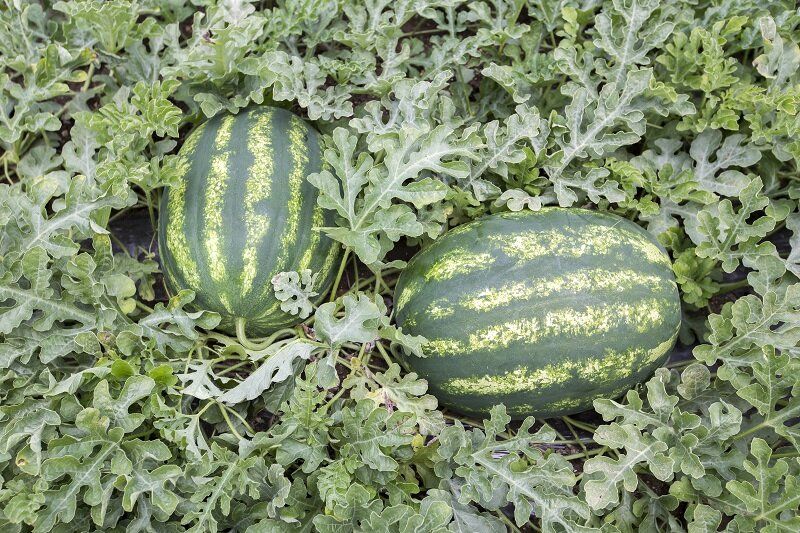 Как приготовить ароматные соленые арбузы за часы: 5 простых рецептов, которые удивят