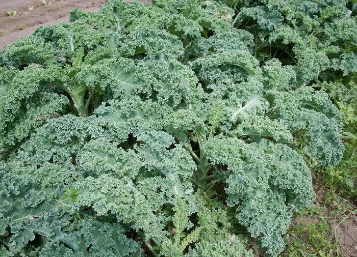 ������ ����� ������������ ������� ��� �������� � 2026 ����