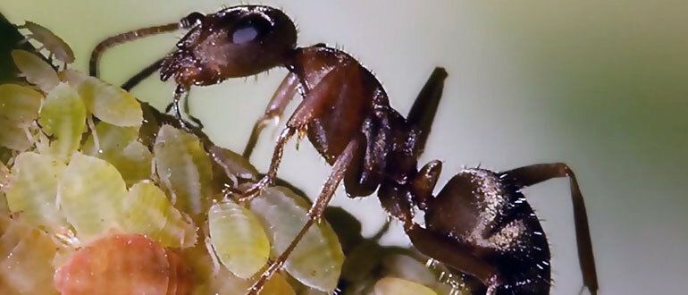 ��� �� �������� �������� �� ����: ����������� ������� � �������� � ������ ��������