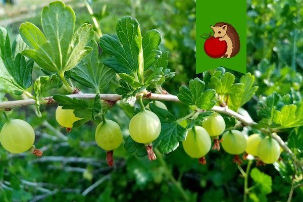 ��� �������� �������� � �������� ����������: ������� ���������