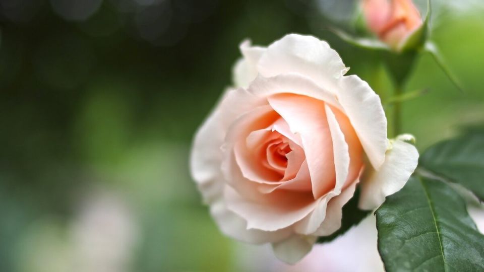 Почему капли йода могут навредить вашим розам