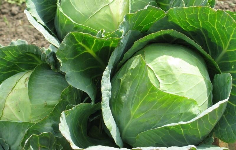 Как подкормить капусту для получения сочных и плотных кочанов