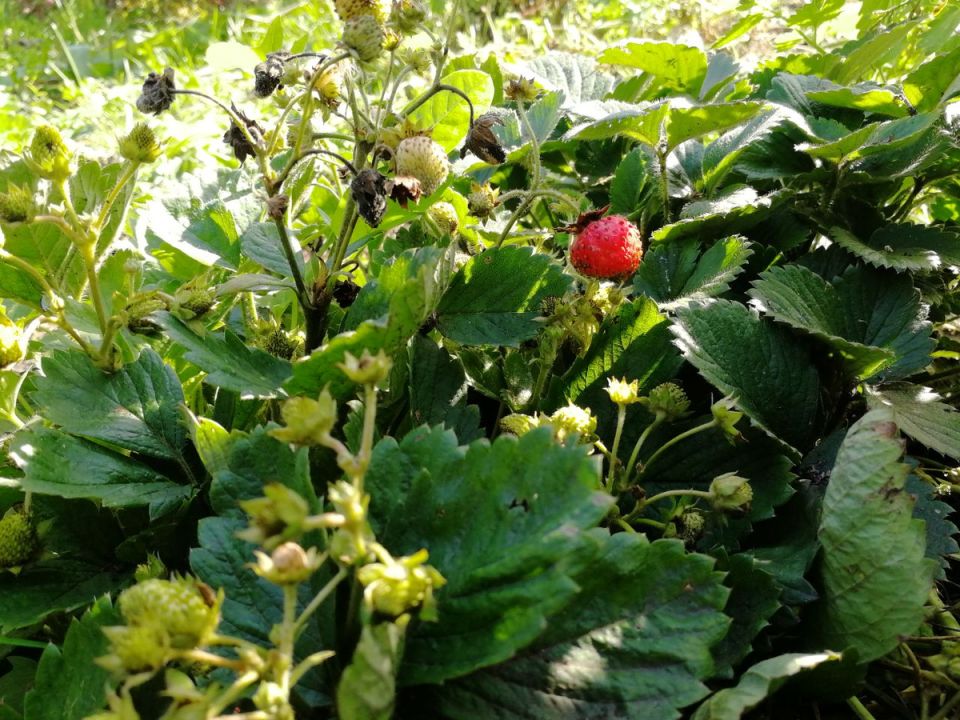 ��� � ������� ������������ ���������: ����� �� ��������� ����� �� ������