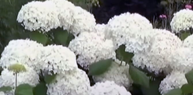 Как сделать сад цветущим все лето: лучшие кустарники для вашего участка