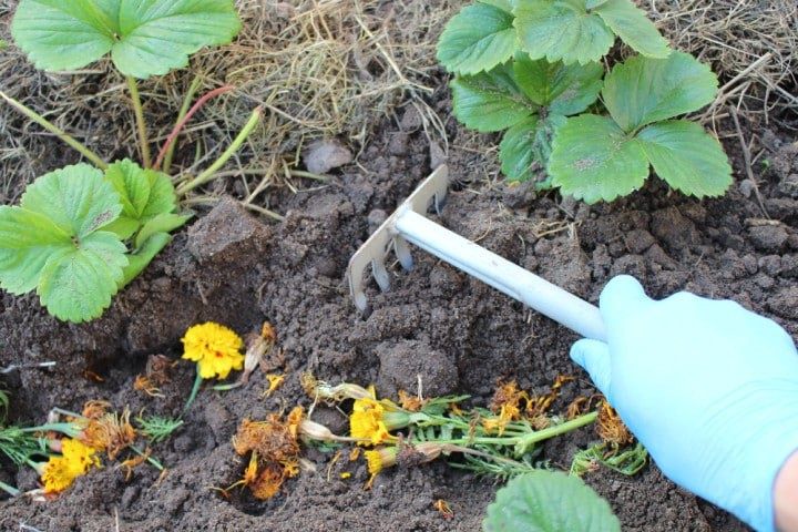 Ленивое компостирование: как легко обогатить почву