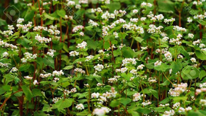 Как гречиха становится королем сидератов: секреты успешного выращивания