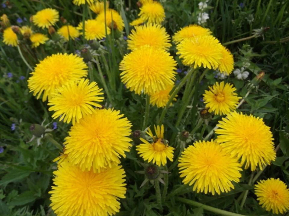 ��� ������� ������� ���������: �� �� �����������