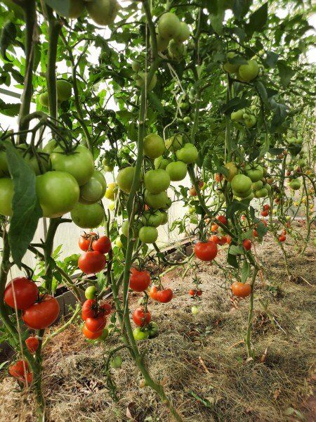 ����� ������ �� ������: ������������ ������������ � ���� ������� ����� ��������������