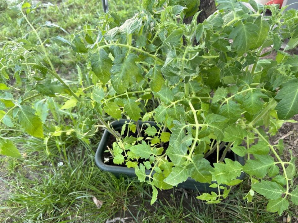 Как избежать вытянутой рассады: секреты для крепких растений